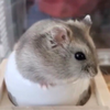 みきたん