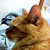 わたなべ