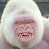 🦍🍌kenken🍌🦍