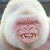 🦍🍌kenken🍌🦍