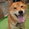 わごん