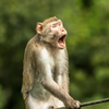 🐒ｳｷｰ🍌