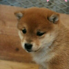 ゴン