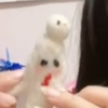 未確認生物にょーん( ｢๑•₃•)｢