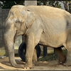 ピット🐘
