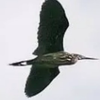 黒鷺🕊‎𓂃◌𓈒𓐍(誤字監視係👀)