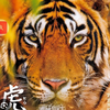 東海の虎🐯(ポチ❌)