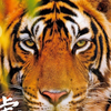 東海の虎🐯(ポチ❌)