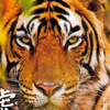東海の虎🐯(ポチ❌)ウエハース達成