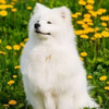 旅犬2号S