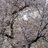 サクラ
