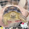 シェア⭕️リクガメ #moca のPET 