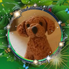 わいず🍀🐾配神祭