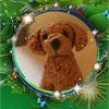 わいず🍀🐾Uber