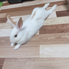 ふぅちゃん🐰