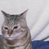🐈しかのこのこのことしたんたん🐈
