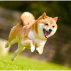 忠犬たけ公