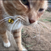 らっきーともぞう🐈