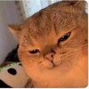 Axxiay