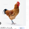 名古屋コーチン😃🍍
