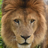 ライオン