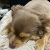 choko