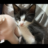 ねこ🌹😺女帝ひなのん推し