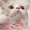 めめ