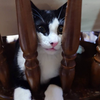 ねこですが？？？？？？？