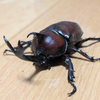 どらごんとるねーど・竜一