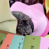Lovepet🐈️あおいさつき応援💙🌙