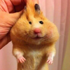 はむ
