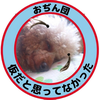 ラッキー16歳なりました⸜🐶⸝‍