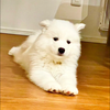 カッキー