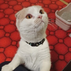 カズカズ