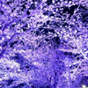 夜桜🌃🌸