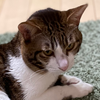 チサト