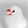 ぶんちょう
