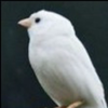 ぶんちょう