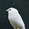 ぶんちょう