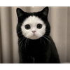 I kem end a you🐈‍⬛