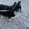 🐺さえめろ
