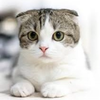 ねこ