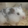 ちっち‪🐹