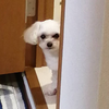 お掃除屋さん