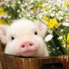 🐖🐖🐖