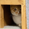 いっく