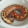 アナコンダの逆襲🐍