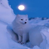 ソルトコウ