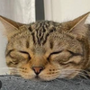 やっぴーくん